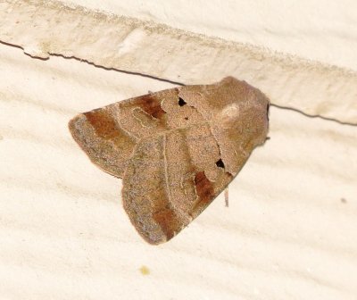 Pale-Banded Dart