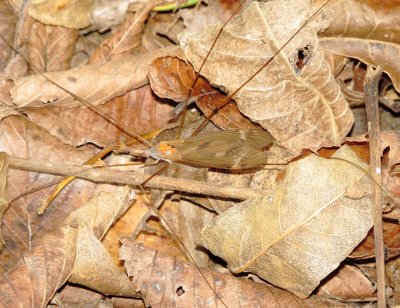 Crane Fly Species