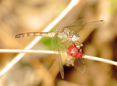 Blue-Faced Meadowhawk
