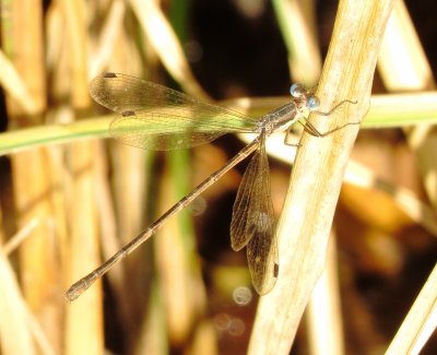 Spreadwing Species