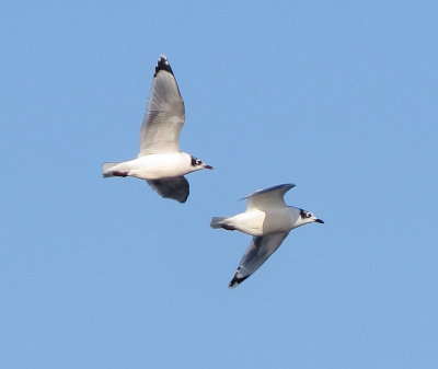 Franklin's Gull
