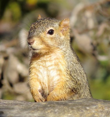 Eastern Fox Squirrel
