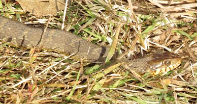 Plain-Bellied Watersnake