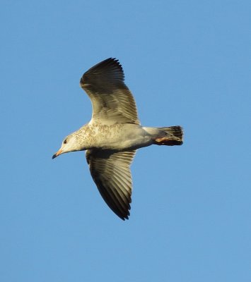 Ring-Billed Gull