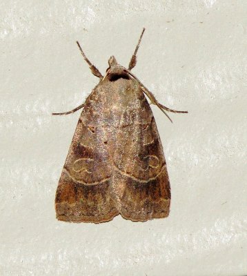 Pale-Banded Dart Moth
