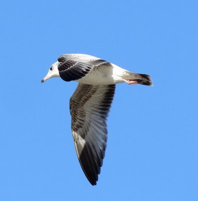 Ring-Billed Gull