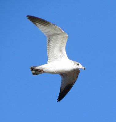 Ring-Billed Gull