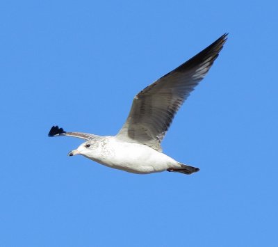 Ring-Billed Gull