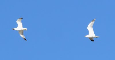 Ring-Billed Gull