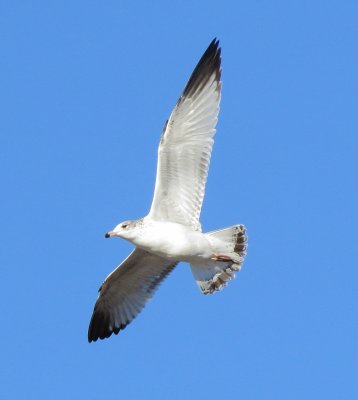 g10/56/1245256/3/168505525.UhYrxa83.jpg