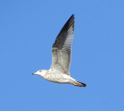 Ring-Billed Gull