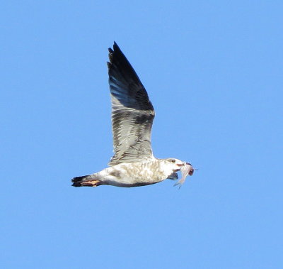 Ring-Billed Gull