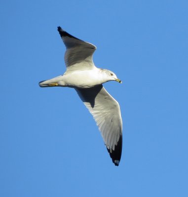 Ring-Billed Gull
