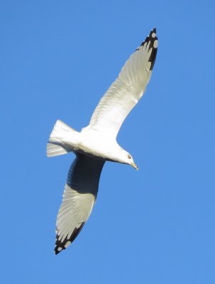 Ring-Billed Gull