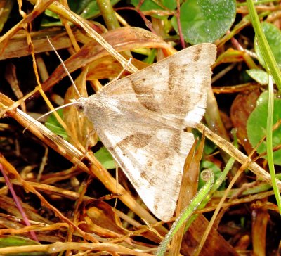 Genus Caenurgina