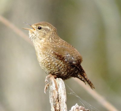 Winter Wren