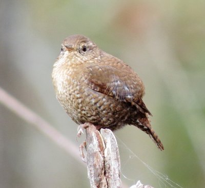 Winter Wren