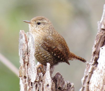 Winter Wren