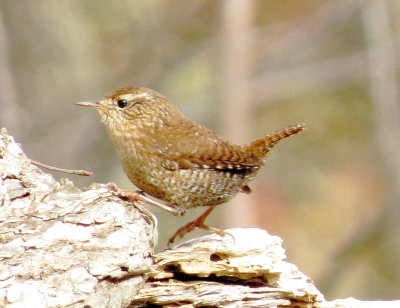 Winter Wren