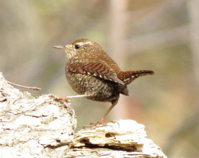 Winter Wren