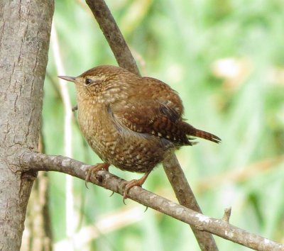 Winter Wren