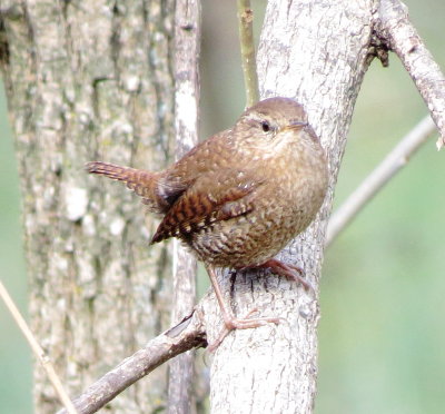 Winter Wren