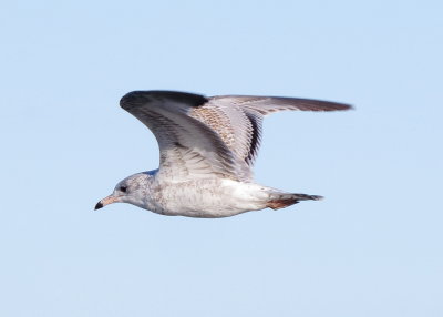 Ring-Billed Gull