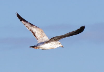 Ring-Billed Gull