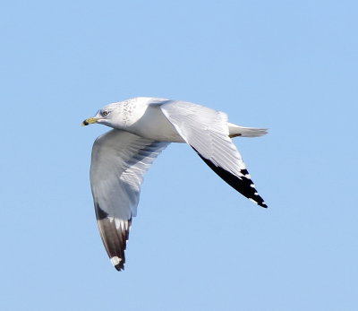Ring-Billed Gull