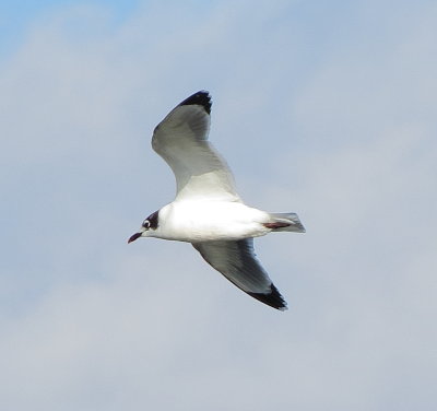 Franklin's Gull