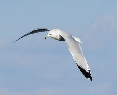 Ring-Billed Gull