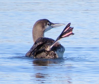 Common Loon