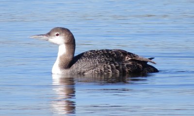 Common Loon