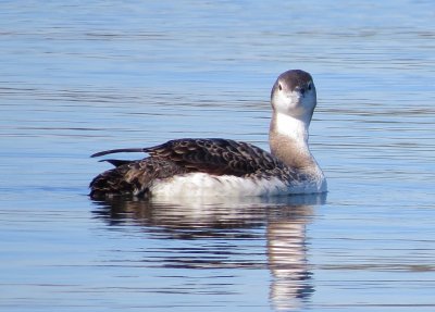 Common Loon
