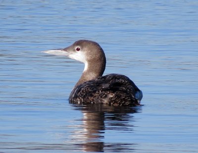 Common Loon