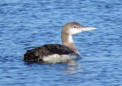 Common Loon