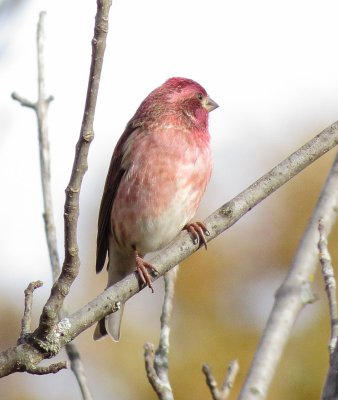 Purple Finch