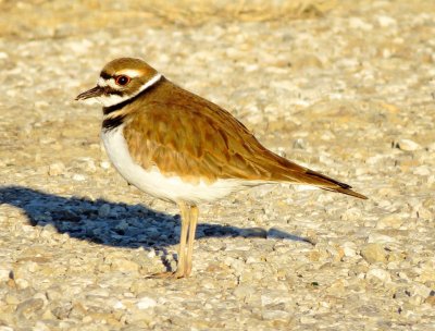Killdeer