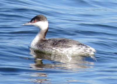 Horned Grebe