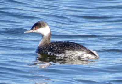 Horned Grebe