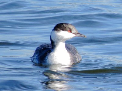 Horned Grebe