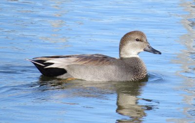 Gadwall
