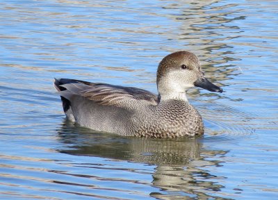 Gadwall