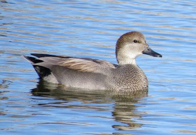 Gadwall