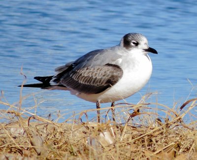Franklin's Gull