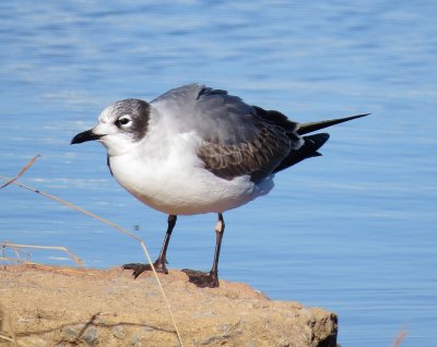 Franklin's Gull
