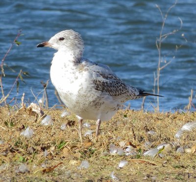 Ring-Billed Gull