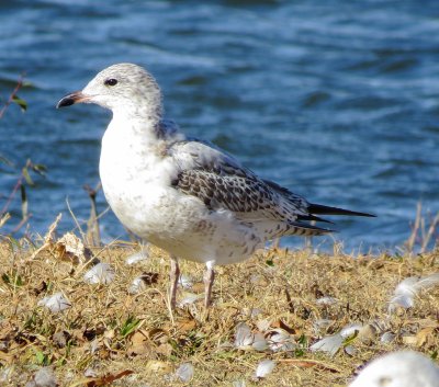 Ring-Billed Gull