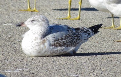 Ring-Billed Gull