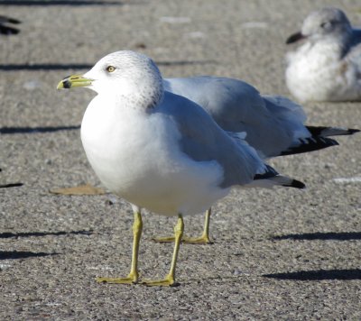Ring-Billed Gull